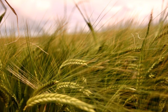 Foto: Anna Charlotte Wijffels